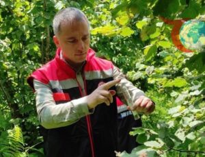 Rize’de Kahverengi Kokarcaya Karşı Samuray Arısı Hamlesi!