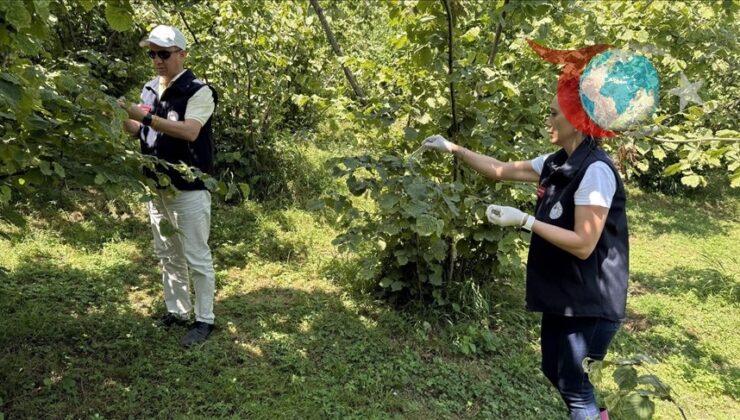 Samuray Arısı Giresun’da Fındık Böcekleri ile Mücadelede Kullanılıyor