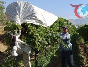 Sarıgöl’de Üzüm Bağlarında Örtü Çalışmaları Hız Kesmeden Devam Ediyor