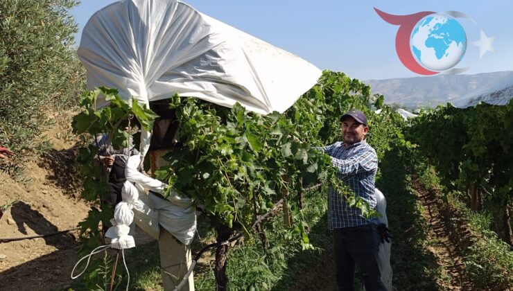 Sarıgöl’de Üzüm Bağlarında Örtü Çalışmaları Hız Kesmeden Devam Ediyor
