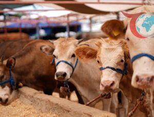 Yumaklı’dan Bayram Öncesi Kurban Alımına Yenilikçi Çözüm