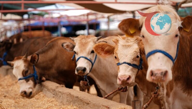 Yumaklı’dan Bayram Öncesi Kurban Alımına Yenilikçi Çözüm