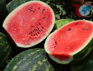 Adana Karpuz Krizi: Çiftçiler Tarlalarını Neden Sürüyor?