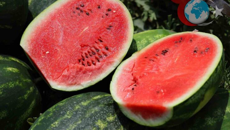 Adana Karpuz Krizi: Çiftçiler Tarlalarını Neden Sürüyor?