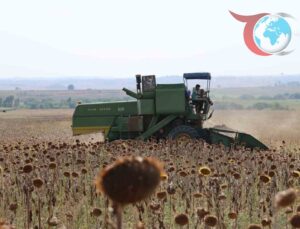 Adana’da Kuraklık Ayçiçeği Hasadını Öne Çekti: Verim Kaybı Yaşandı