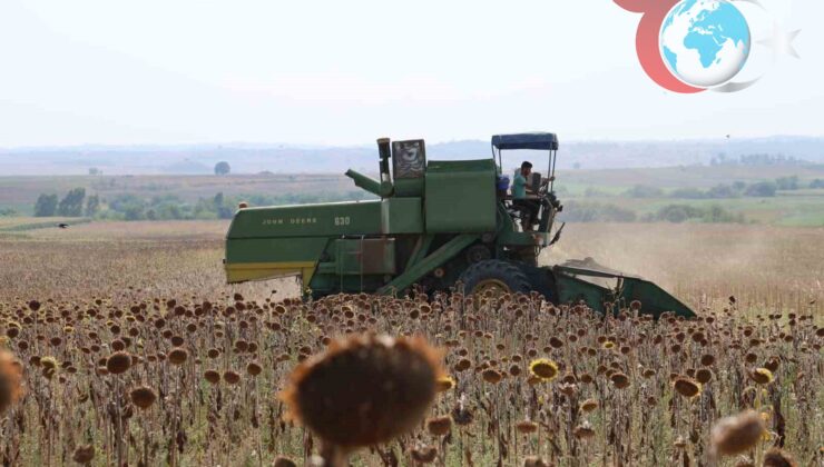 Adana’da Kuraklık Ayçiçeği Hasadını Öne Çekti: Verim Kaybı Yaşandı