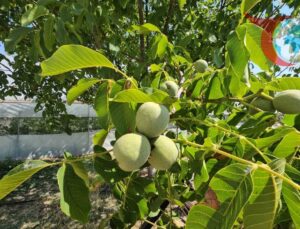 Adilcevaz’da Ceviz Rekoltesinde Tarihi Artış Bekleniyor
