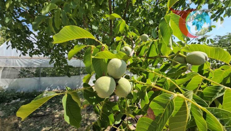 Adilcevaz’da Ceviz Rekoltesinde Tarihi Artış Bekleniyor