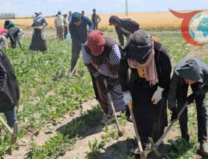 Adilcevaz’da Mevsimlik İşçilerin Kavurucu Sıcakta Ekmek Mücadelesi
