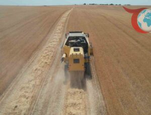 Ankara Polatlı’da Tahıl Hasadında Yüzde 30’luk Artış Bekleniyor