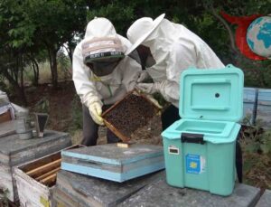 Arı Sütü, Kısırlığın Tedavisinde Umut Vadediyor