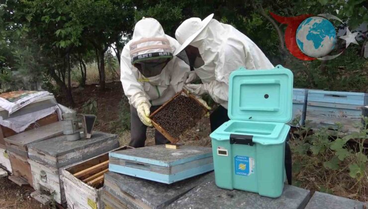 Arı Sütü, Kısırlığın Tedavisinde Umut Vadediyor