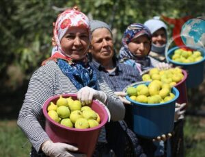 Aydın İnciri Hasat Sezonunda Kaliteyle Öne Çıkıyor