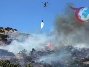 Aydın’da Zeytinlik Alanda Yangın: Kontrol Altına Alındı