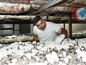 Batmanlı Girişimci Mehmet Emin Gördegir’in Kültür Mantarı Başarısı