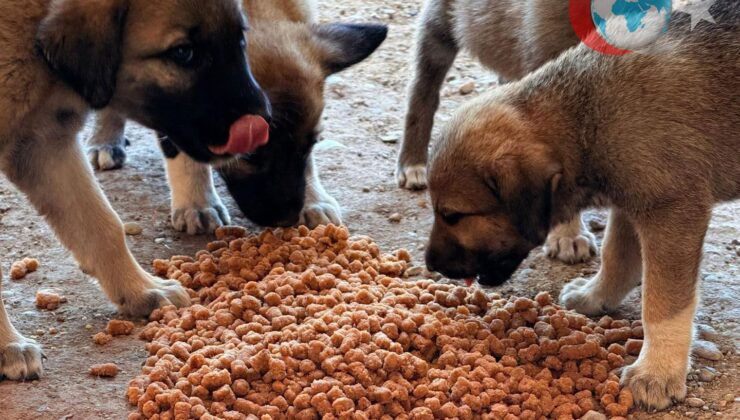 Bilecik Belediyesinden Yangın Mağdurlarına ve Can Dostlara Destek