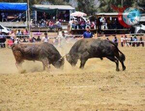 Boğa Güreşleri ve Hayvan Pazarları Geçici Olarak Ertelendi