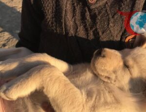 Bunaltıcı Sıcaklarda Evcil Hayvanlarınızı Korumak İçin Önemli İpuçları