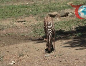 Bursa Hayvanat Bahçesi’nde Zebra Ailesi Büyüyor: 3 Yeni Yavru Dünya’ya Geldi