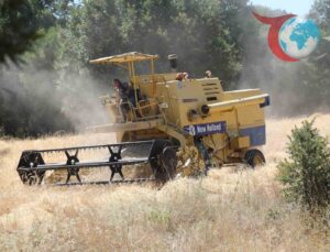 Bursa’nın Dağ İlçelerinde Siyez Buğdayının İlk Hasadı Gerçekleşti