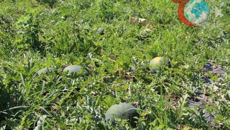 Çarşamba’nın Tatlı Süheyla Kavunu Üreticinin Yüzünü Güldürdü