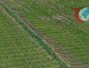 Damla Sulama İle Atıl Arazilerde Çeltik Üretimi Artıyor