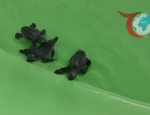 Deniz Kaplumbağalarının Hayata Yolculuğu: İztuzu’nda Yavrular Denize Kavuşuyor