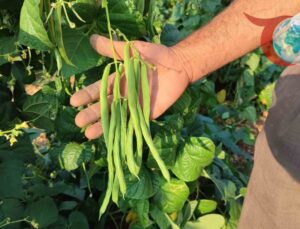 Denizli’de Doğal Yöntemlerle Yetiştirilen Çameli Fasulyesi Hasadı Başladı