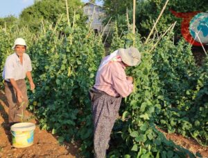 Doğal Yöntemlerle Yetişen Çameli Fasulyesi Hasadı Başladı