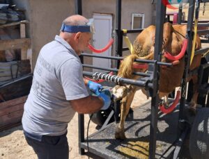 Doğu Karadeniz’de Hayvan Refahını Artıran Travay Projesi Başladı