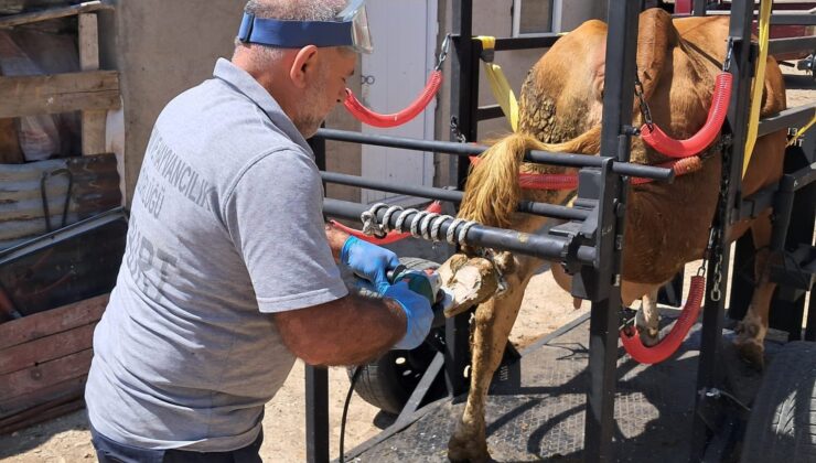 Doğu Karadeniz’de Hayvan Refahını Artıran Travay Projesi Başladı