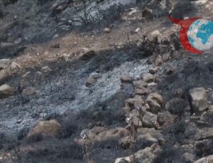 Doğu Kudüs’te Çıkan Yangın: Filistinli Zeytin Ağaçları Tehlikede