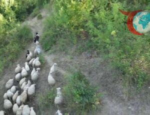 Dron ile Koyun Sürüsünü Korumak: Kurtlar Ormana Kaçtı