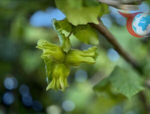 Düzce’den Avrupa’ya Fındık İhracatında Rekor!