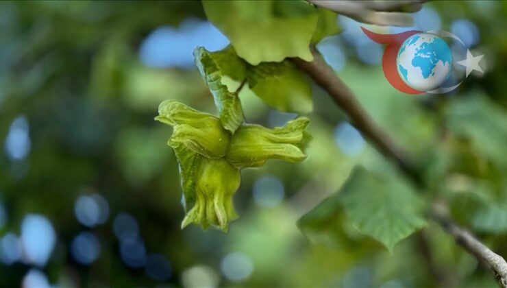 Düzce’den Avrupa’ya Fındık İhracatında Rekor!