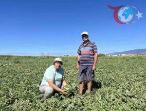 Edremit’te Aşılı Karpuz Krizi: Tarlada Kalan Dev Meyveler