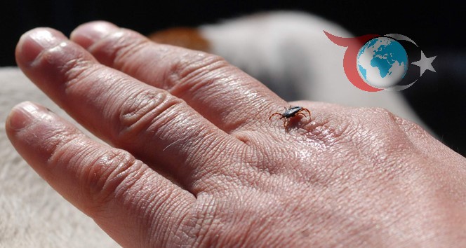 Erzincan’da Kırım Kongo Kanamalı Ateşi Tehlikesi: Uzmanlardan Hayati Uyarılar