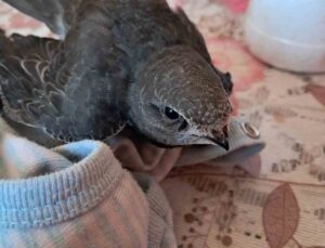 Eskişehir’de Yaralı Ebabil Kuşunun Umut Dolu Kurtuluş Hikayesi