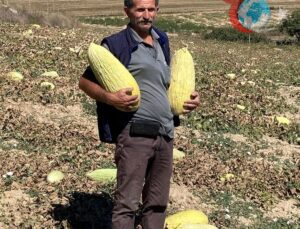 Göncek Kavunu Organik Tarımla Buluşuyor