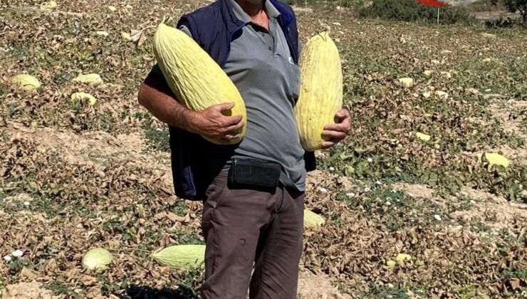 Göncek Kavunu Organik Tarımla Buluşuyor