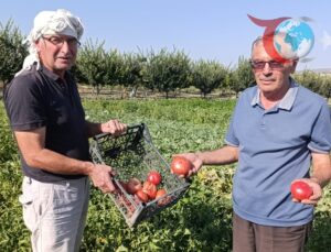 Gördes’te Ata Tohumlu Domateslere Yoğun İlgi