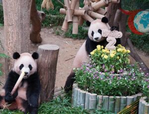 Güney Kore’de İkiz Pandaların Doğum Günü Coşkusu