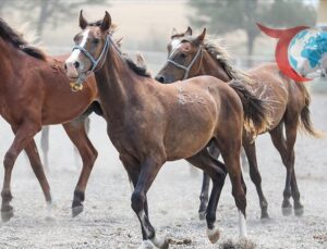 Heyecan Verici İhale: Safkan Arap Tayları Satışa Çıkıyor