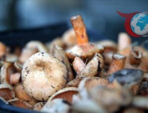 İlkbahar ve Sonbaharda Artan Mantar Zehirlenmelerine Dikkat!