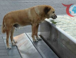 İstanbul Sıcağıyla Mücadele: Esnafın İlginç Serinleme Yöntemleri