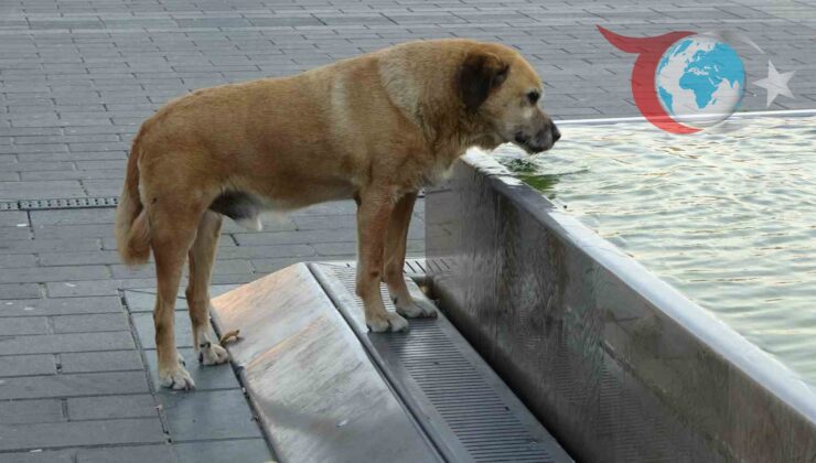 İstanbul Sıcağıyla Mücadele: Esnafın İlginç Serinleme Yöntemleri