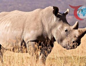 Kanada Arktik Bölgesinde Bulunan 24 Milyon Yıllık Fosil, Antik Proteinlerin Kapısını Aralıyor
