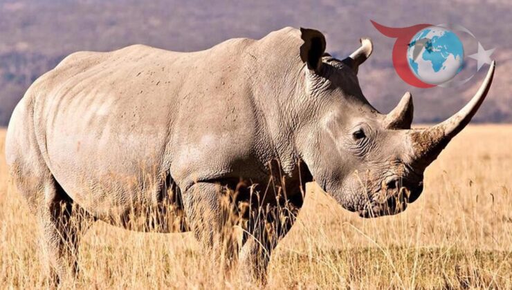 Kanada Arktik Bölgesinde Bulunan 24 Milyon Yıllık Fosil, Antik Proteinlerin Kapısını Aralıyor