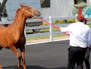 Karacabey’de Arap Tayları Açık Artırma ile Sahiplerini Buldu