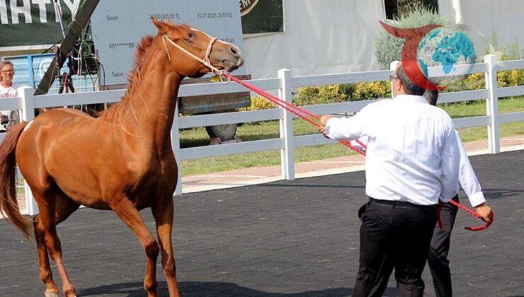 Karacabey’de Arap Tayları Açık Artırma ile Sahiplerini Buldu